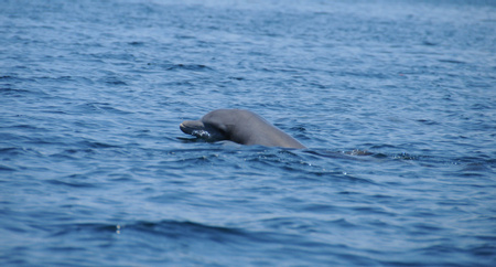Dolphin Bay