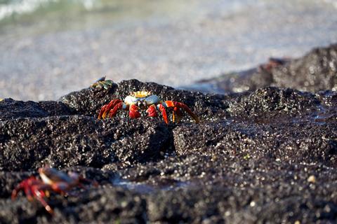 Fernandina Ecuador