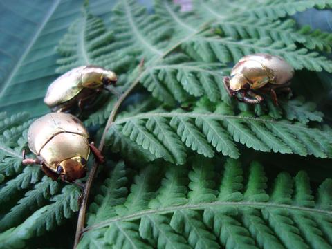 Fortuna Forest Reserve Panama