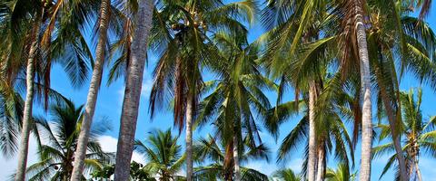 Gulf of Chiriqui National Marine Park Panama