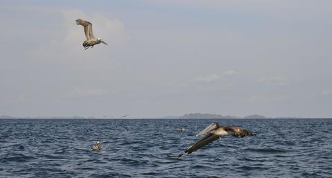 Gulf of Chiriqui National Marine Park Panama