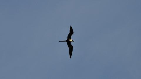 Gulf of Chiriqui National Marine Park Panama
