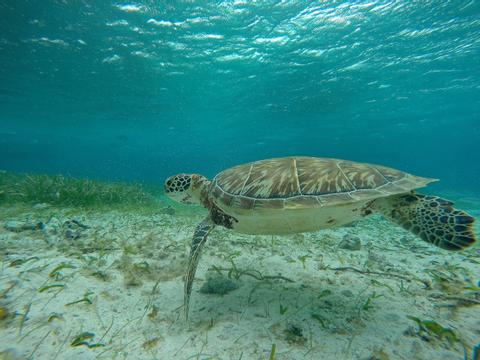 Hol Chan Belize