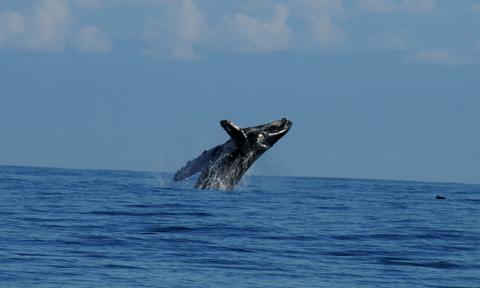 Reserva Biológica Isla del Caño Costa Rica