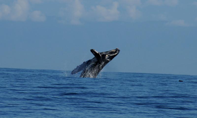 Isla del Cano Biological Reserve - Drake Bay, Costa Rica | Anywhere