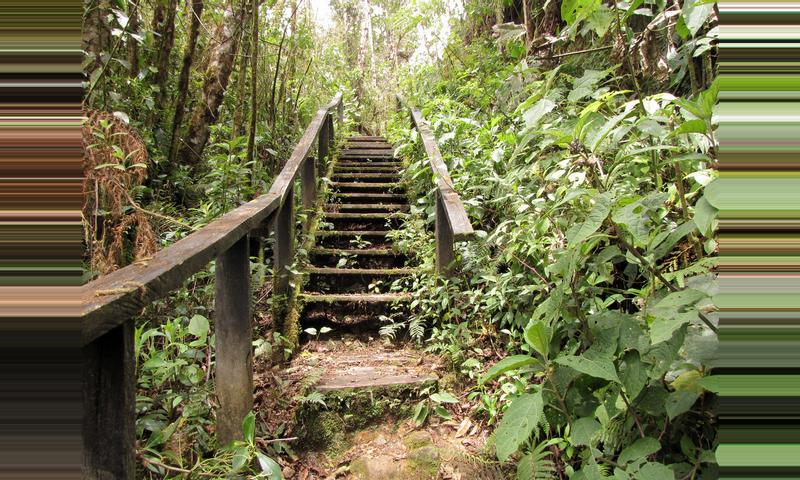 Resultado de imagen de parque internacional la amistad costa rica