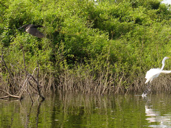 Pasion River photo 2