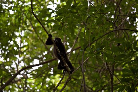 Lamanai Belize