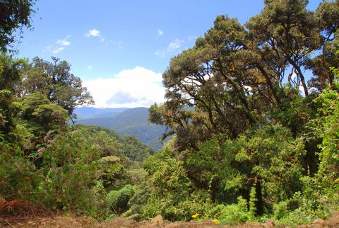 Parque Nacional Los Quetzales Costa Rica