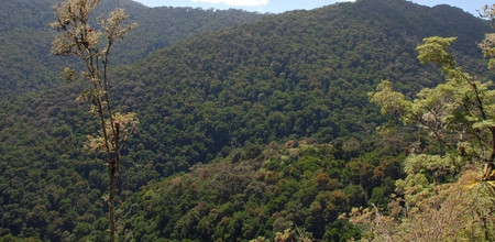 Los Quetzales National Park photo 3