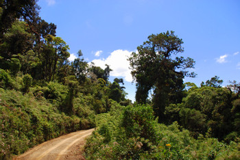 Los Quetzales National Park photo 2