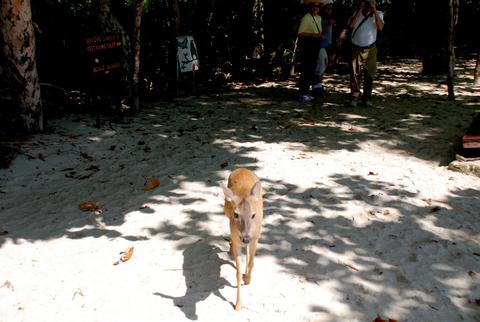 Manuel Antonio National Park Costa Rica