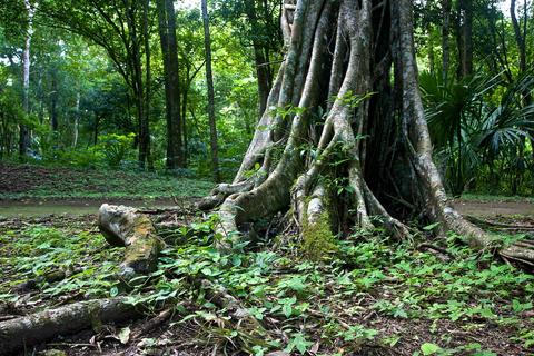 Maya Biosphere Reserve Guatemala