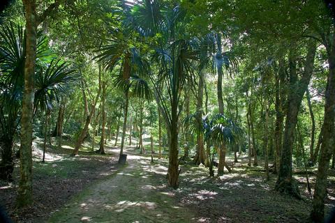 Maya Biosphere Reserve Guatemala