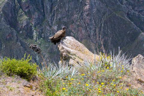 Mirador del Condor Peru