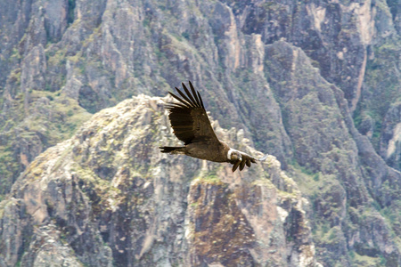 Mirador del Condor
