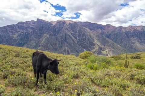 Mirador del Condor Peru