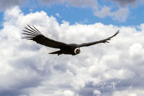 Mirador del Condor Peru