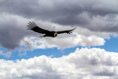 Mirador del Condor Peru