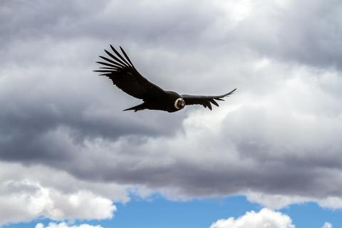 Mirador del Condor Peru