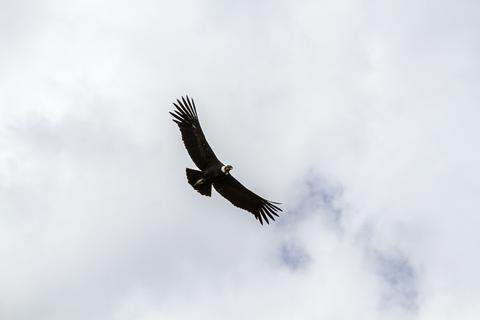 Mirador del Condor Peru
