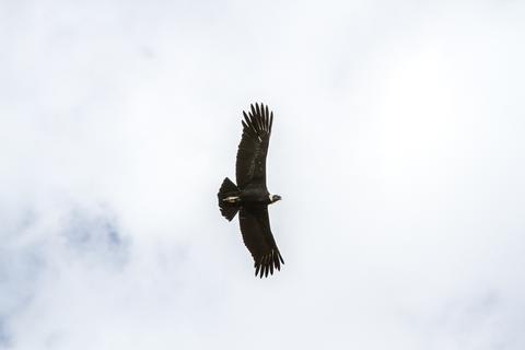 Mirador del Condor Peru