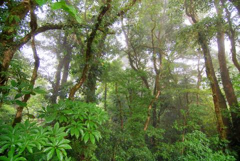 Reserva Biológica Bosque Nuboso Monteverde Costa Rica