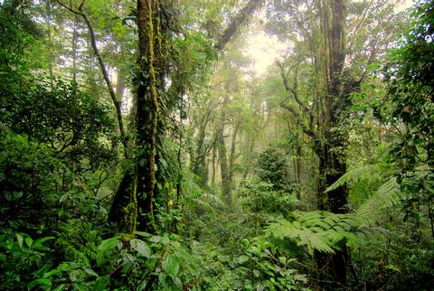 Monteverde Cloud Forest Reserve Costa Rica