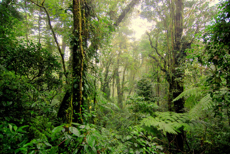 Rainforest Destinations