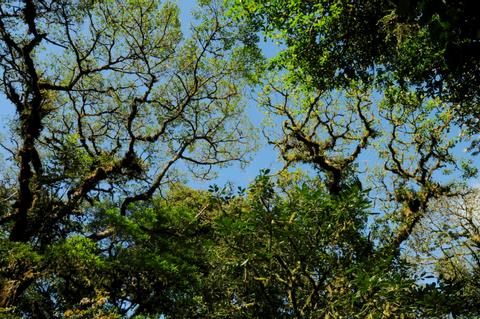 Monteverde Cloud Forest Reserve Costa Rica