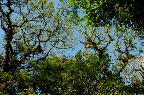 Monteverde Cloud Forest Reserve Costa Rica