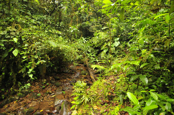 Parque Nacional Omar Torrijos photo 3