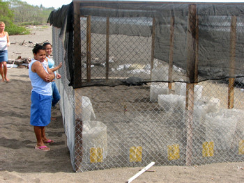 Refugio Nacional de Vida Silvestre Ostional photo 2