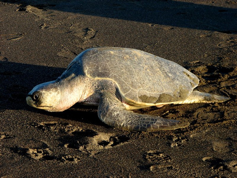 An olive ridley sea turtle crossing the dark sand at Ostional