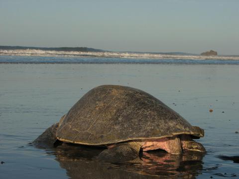 Ostional National Wildlife Refuge Costa Rica