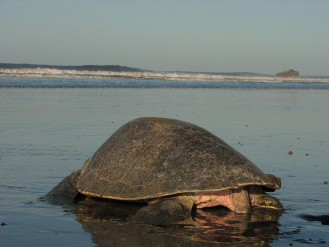 Ostional National Wildlife Refuge