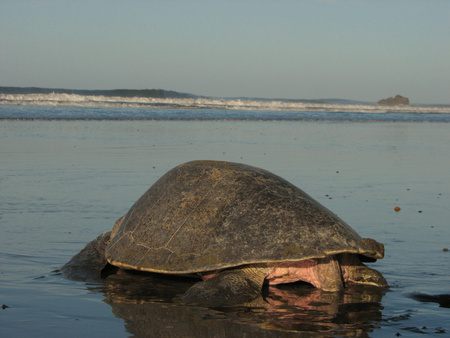 Ostional National Wildlife Refuge