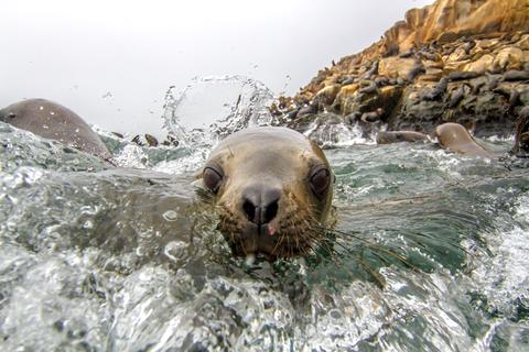 Palomino Islands Peru