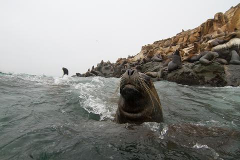 Palomino Islands Peru
