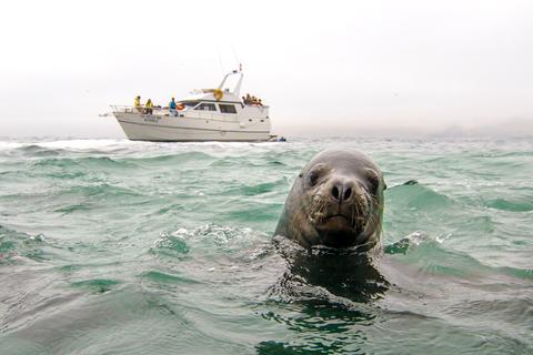 Islas Palomino Peru