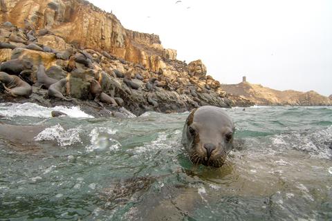 Palomino Islands Peru