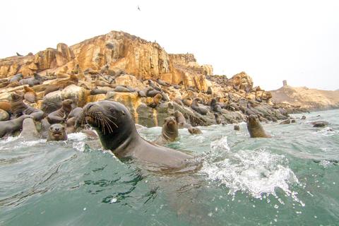 Palomino Islands Peru