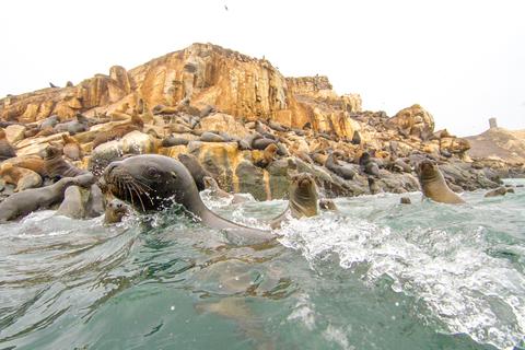 Palomino Islands Peru