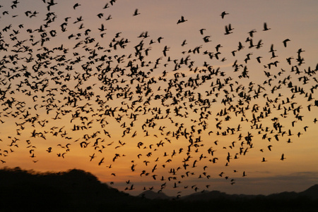 Palo Verde National Park