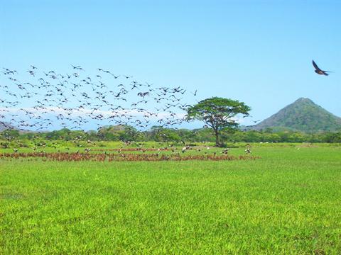 Parque Nacional Palo Verde Costa Rica