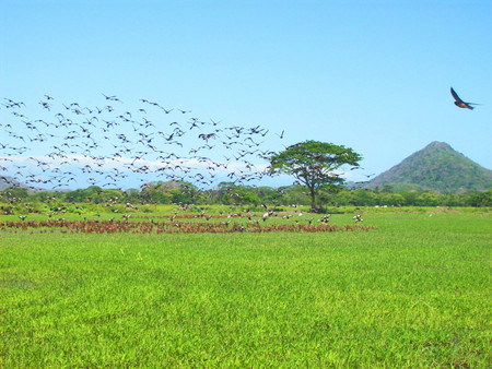 Parque Nacional Palo Verde photo 2