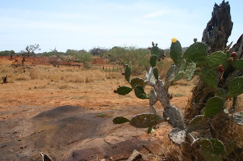 2023 Panama Visitor Guide: Sarigua National Park, Panama