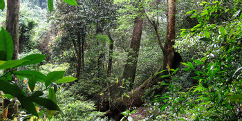 Phong Nha - Ke Bang National Park photo 3