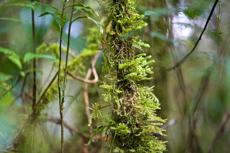 Podocarpus National Park, Southern Sierra - Ecuador Travel Guide | Anywhere