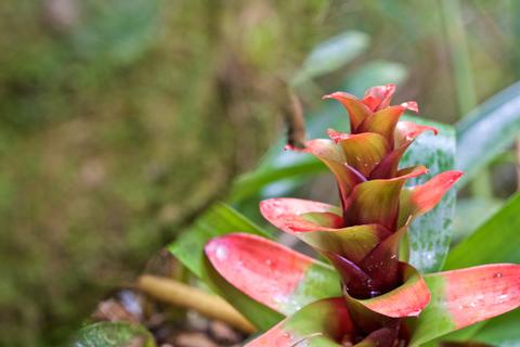 Parque Nacional Podocarpus Ecuador